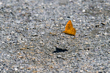  Kaisermantel oder Silberstrich (Argynnis paphia)