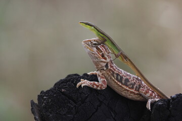 lizard, grass lizard, dragon, bearded dragon, photo of the friendship story between a grass lizard and a bearded dragon