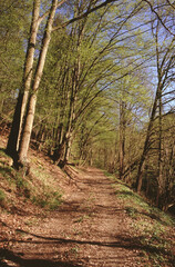Forest with a wide forest hiking trail in Germany in April