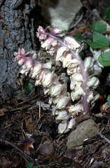 closeup of two flower stems of Latraea squamaris or common toothwort flowers