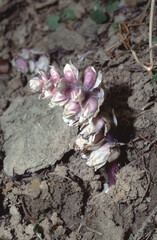 close up of Latraea squamaris or common toothwort flower growing on the forest floor