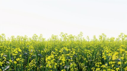 Vibrant yellow flower field
