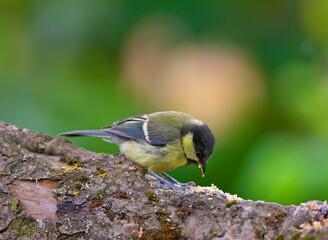 Conservation, nature and wildlife with bird on wooden log in natural environment for sustainability. Ecosystem, feathers and habitat with Great Tit outdoor on tree stump for ecology or flight