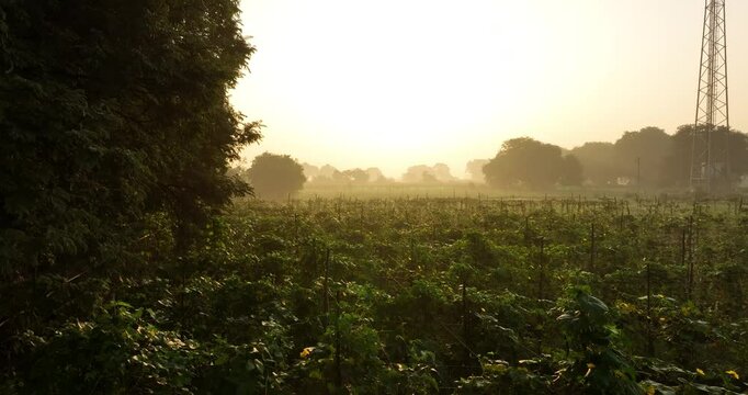 sunrise shot of the farm. golden sunlight falling on the feild