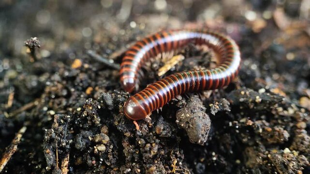 close-up view of a millipede digging a hole in the ground