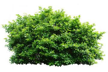 Obraz premium A lush full bush with a vibrant green hue, showcasing its intricate branching patterns on a white backdrop.