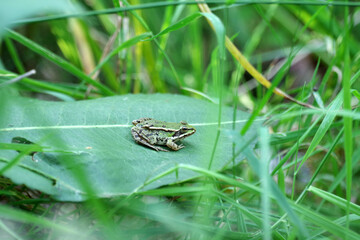 Der Teichfrosch sitzt auf einem grünen Blatt zwischen hohem Gras