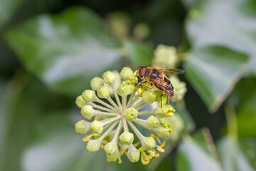 close-up of a common drone fly on an ivy flower looking for nectar