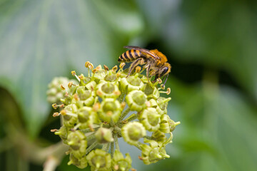 a cellophane bee on an ivy flower looking for nectar