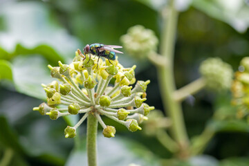 close-up of a common green bottle fly looking for nectar on an ivy blossom