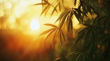 Sunlight filtering through delicate leaves of a plant, casting a warm, golden glow, creating a serene and natural atmosphere.