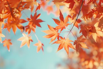 Autumn leaves with blue sky
