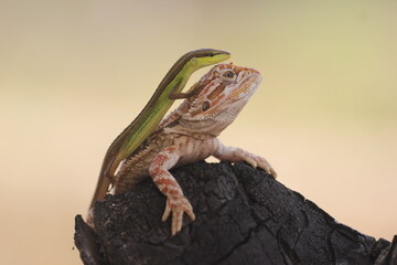 lizard, grass lizard, bearded dragon, photo of the friendship story between the grass lizard and the bearded dragon
