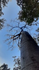 árvore barrigura fotografada de baixo para cima, no cerrado em goiás