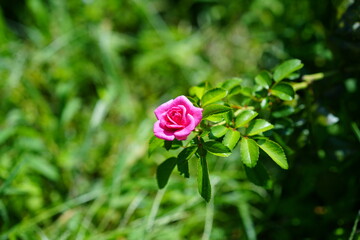 孤独な愛　ミニバラ