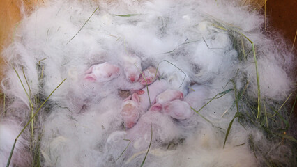 Rabbit Nest with Newborn rabbits in White Fur and Hay