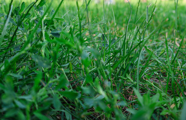 Close-Up of Green Grass for Photobackground