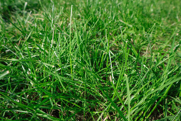 Obraz premium Close-Up of Green Lawn Grass