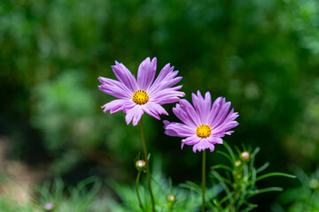 秋の庭に咲くピンクのコスモスの花