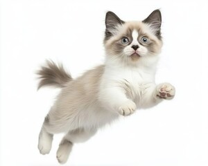 Cat kitten in motion pose transparent background