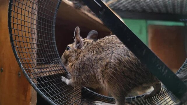 Cute chilean degu (Octodon degus) exercises energetically, running inside a metal wheel. This playful rodent showcases its speed and agility while enjoying a healthy activity in its cage