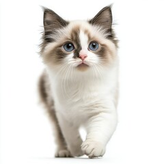 Cat kitten in motion pose transparent background