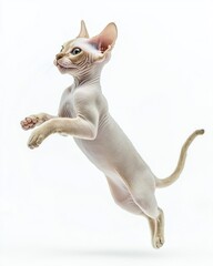 Cat kitten in motion pose transparent background