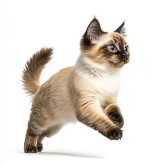 Cat kitten in motion pose transparent background
