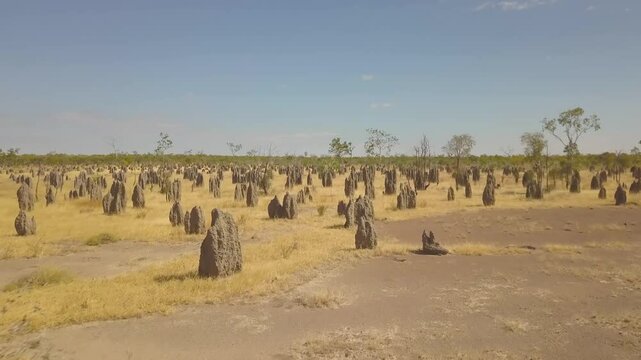 Aerial view of termite nests in a vast grassland with scattered trees and a clear sky, Croydon, Australia.