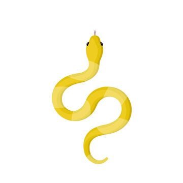 yellow snake isolated on white