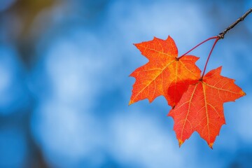 Vivid autumn maple leaves clear blue sky