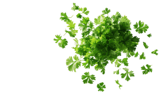 Fresh Parsley Explosion: A vibrant burst of green parsley leaves scattered against a pristine white background, evoking a sense of freshness and culinary inspiration. Perfect for adding a touch of nat
