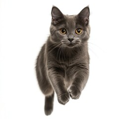 Cat kitten in motion pose transparent background
