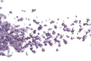 Lavender Dream: A gentle swirl of lavender blossoms creates a dreamy, ethereal effect against a pure white background. The soft purple hues and delicate petals evoke a sense of tranquility and serenit