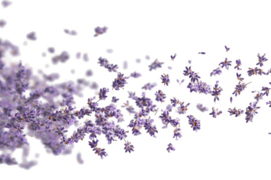 Lavender Dream: A gentle swirl of lavender blossoms creates a dreamy, ethereal effect against a pure white background. The soft purple hues and delicate petals evoke a sense of tranquility and serenit - Powered by Adobe