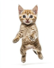 Obraz premium Cat kitten in motion pose transparent background