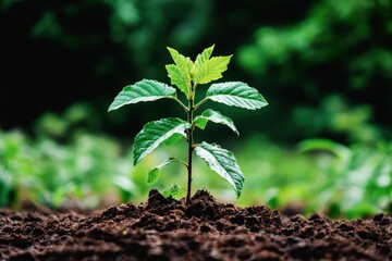 young green sapling growing in fertile soil symbolizing tree-planting initiatives, urban forest development, and environmental sustainability