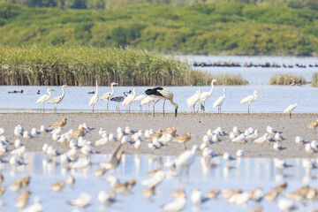 Oriental Stork Foraging in Wetland Mud, Mai Po Natural Reserve, Hong Kong