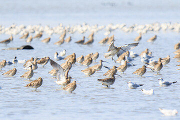 Large Flock of Migratory Shorebirds Feeding in Shallow Water