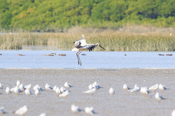 Oriental Stork Spreading Wings in Wetland Habitat