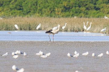 Oriental Stork with Other Migration Birds at a Wetland Sanctuary in the Morning Light, Mai Po Natural Reserve, Hong Kong