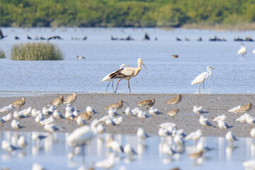 Oriental Stork Among Migrating Birds in Hong Kong Wetlands