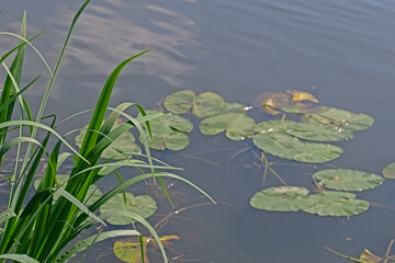 Water lily leaves and aquatic plants on the water.