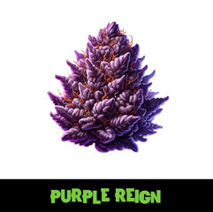 Vector Illustrated Purple Reign Cannabis Bud Strain Cartoon