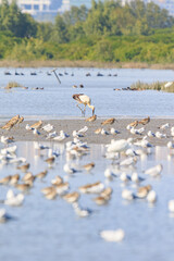 Oriental Stork in Wetland Habitat with Other Birds, Mai Po Natural Reserve, Hong Kong