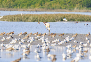 Oriental Stork Among Migrating Birds in Hong Kong Wetlands