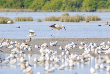 An Oriental Stork Wades Through the Shallow Waters