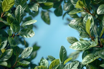 Fototapeta premium Fresh Green Leaves Against Blue Sky - Nature Background for Design, Print, Poster