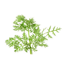 Two green carrot twigs isolated on white