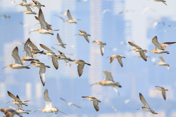 Obraz premium A Large Flock of Curlews Flying at Mai Po Natural Reserve in Hong Kong